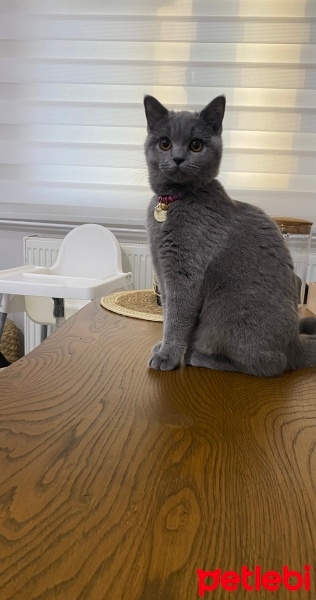 British Shorthair, Kedi  Mia fotoğrafı