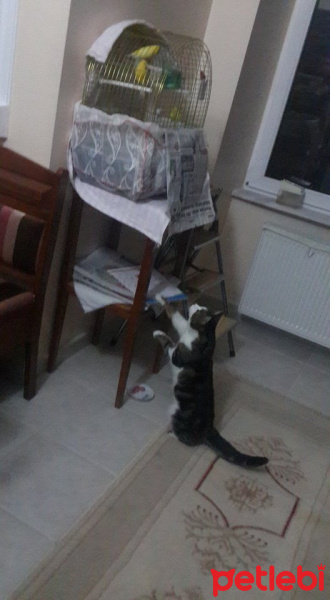 Tekir Kedi, Kedi  Katil fotoğrafı