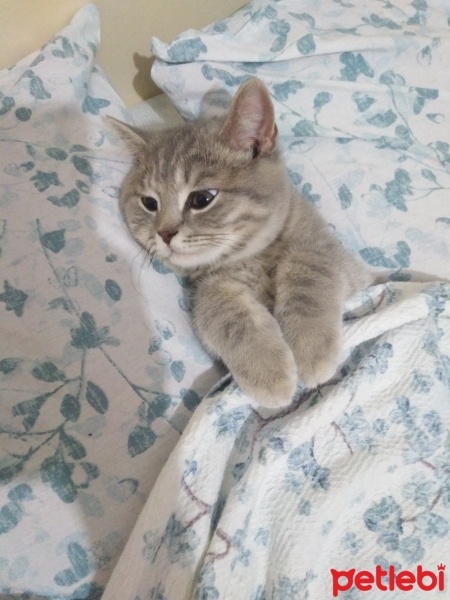 British Shorthair, Kedi  Paşa fotoğrafı