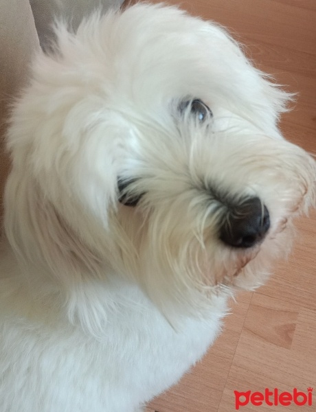Maltese, Köpek  Lucky fotoğrafı