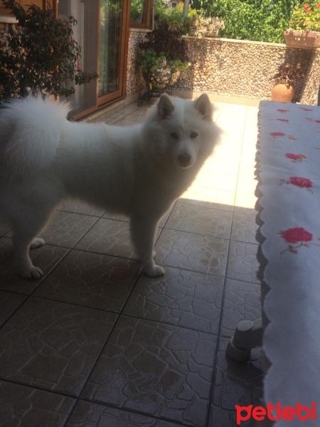 Samoyed, Köpek  dua fotoğrafı