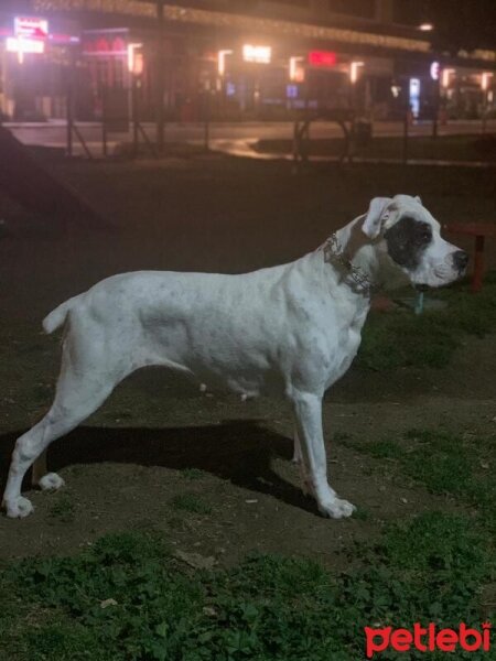 Dogo Arjantin, Köpek  Lucy fotoğrafı