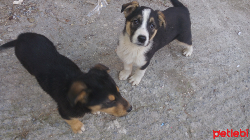Akbaş, Köpek  rot fotoğrafı
