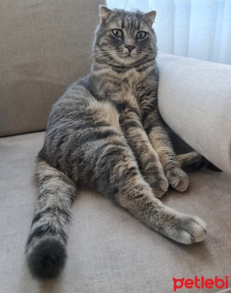 Scottish Fold, Kedi  Bambam fotoğrafı