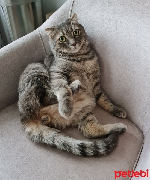 Scottish Fold, Kedi  Bambam fotoğrafı