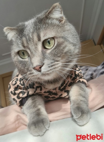 Scottish Fold, Kedi  Bambam fotoğrafı