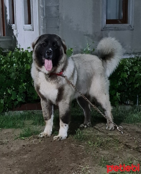 Kars Çoban Köpeği, Köpek  Rıfkı fotoğrafı