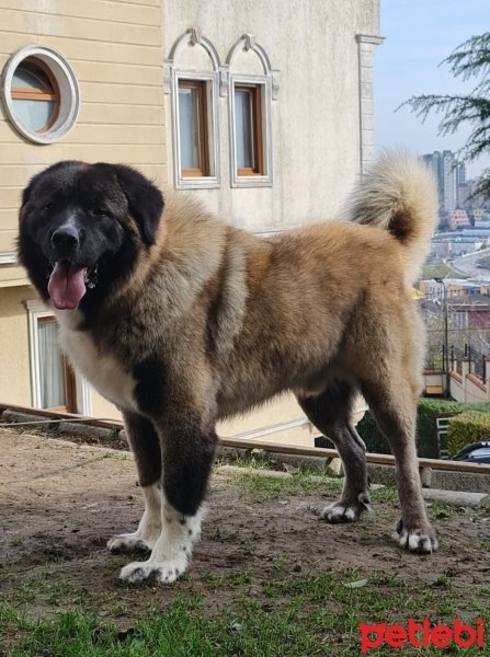 Kars Çoban Köpeği, Köpek  Rıfkı fotoğrafı