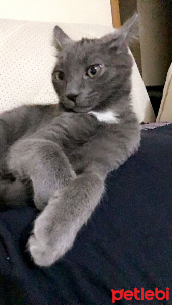 Mavi Rus, Kedi  Yaman fotoğrafı