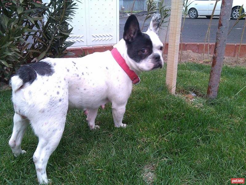 Fransız Bulldog, Köpek  Paris fotoğrafı