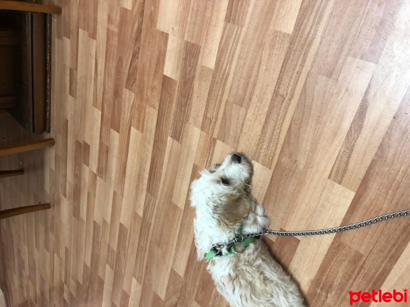 Maltese, Köpek  MARK fotoğrafı