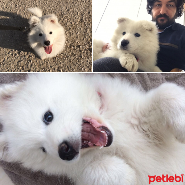 Samoyed, Köpek  İce fotoğrafı
