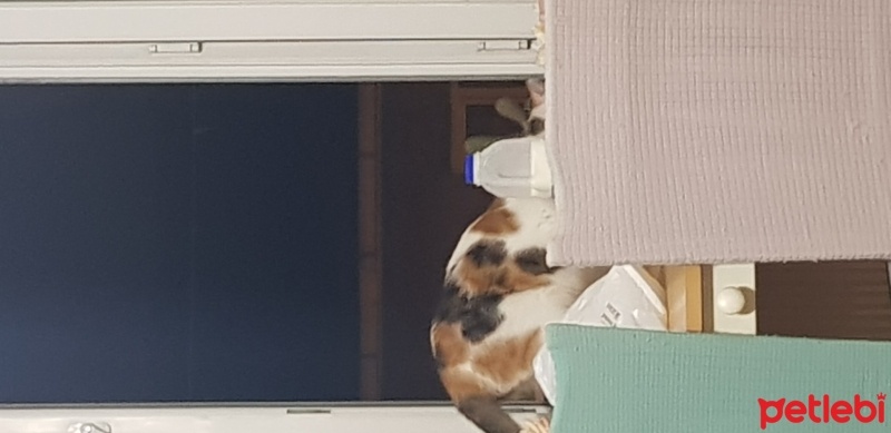 Sarman, Kedi  Nefes fotoğrafı