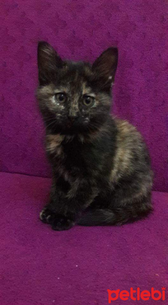 Tekir Kedi, Kedi  Maya fotoğrafı