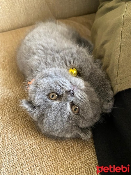 Scottish Fold, Kedi  Şila fotoğrafı