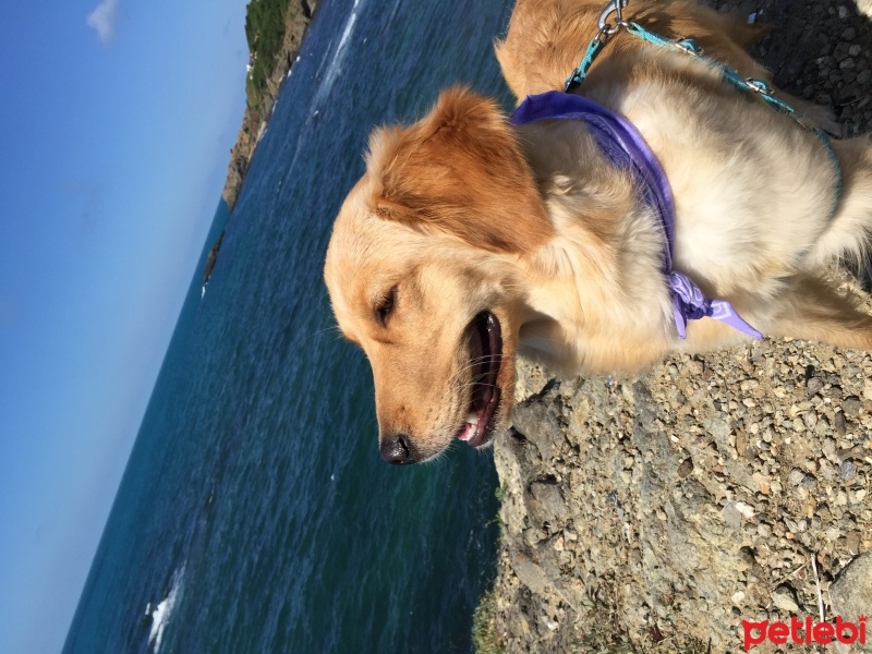 Golden Retriever, Köpek  LİLA fotoğrafı