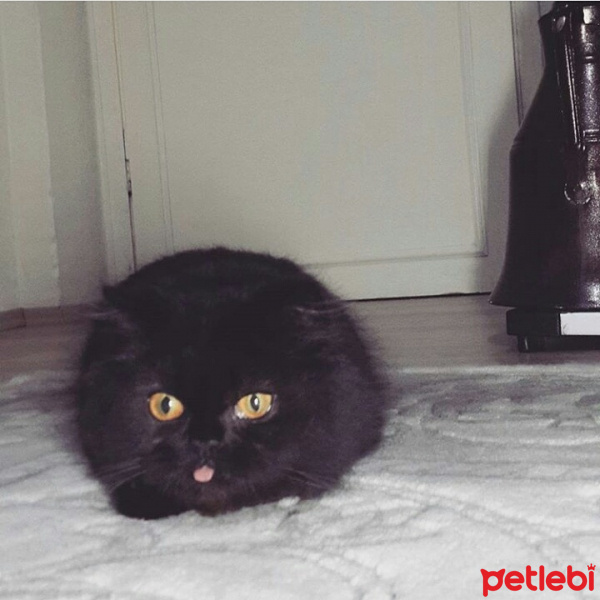 İran Kedisi (Persian), Kedi  Duman fotoğrafı