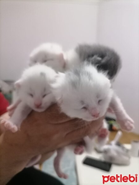 Ankara Kedisi, Kedi  Pamuk fotoğrafı