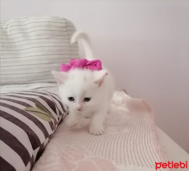 Ankara Kedisi, Kedi  Pamuk fotoğrafı