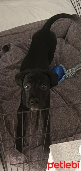 Pointer, Köpek  Dobby fotoğrafı