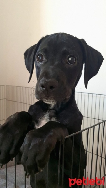 Pointer, Köpek  Dobby fotoğrafı