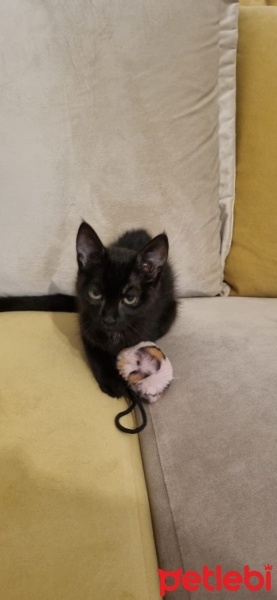 Tekir Kedi, Kedi  SİYAH TEKİR 2,5 AYLIK - 5 KİLO MAMA HEDİYE EDİLCEK fotoğrafı