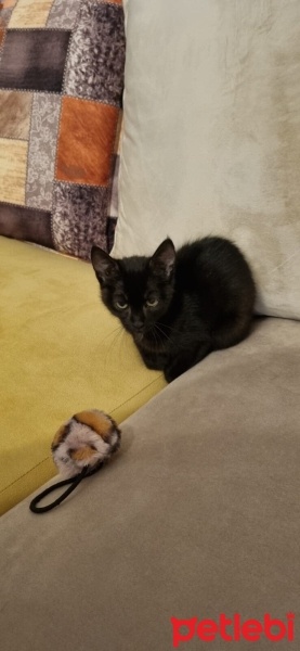 Tekir Kedi, Kedi  SİYAH TEKİR 2,5 AYLIK - 5 KİLO MAMA HEDİYE EDİLCEK fotoğrafı