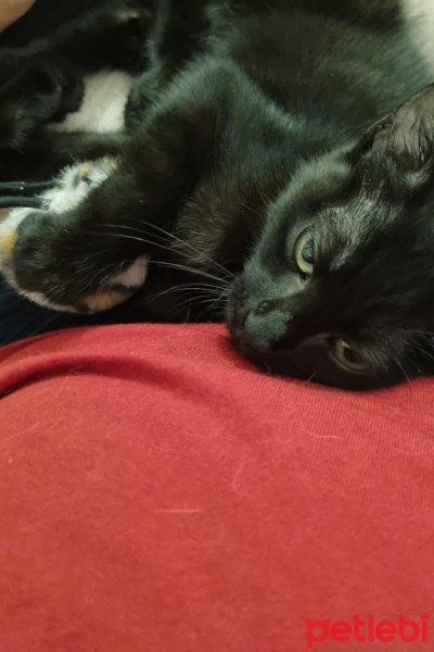 Tekir Kedi, Kedi  SİYAH TEKİR 2,5 AYLIK - 5 KİLO MAMA HEDİYE EDİLCEK fotoğrafı