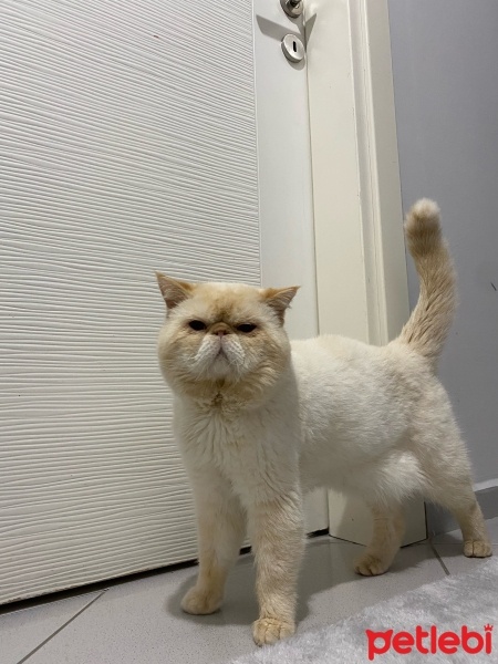 Exotic Shorthair, Kedi  Tarçın fotoğrafı