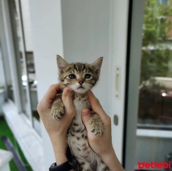 Tekir Kedi, Kedi  Lili fotoğrafı