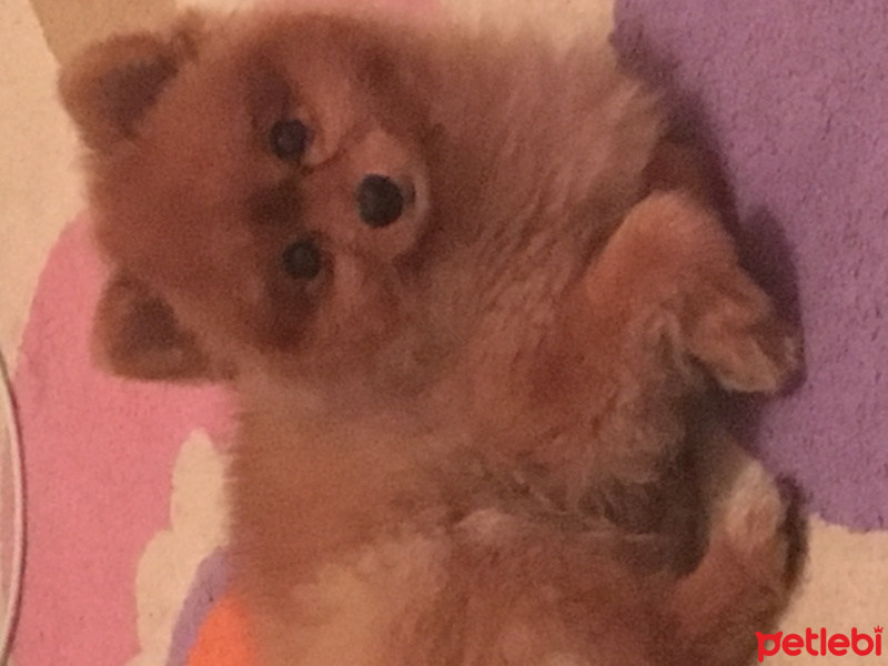 Pomeranyalı, Köpek  Benny fotoğrafı
