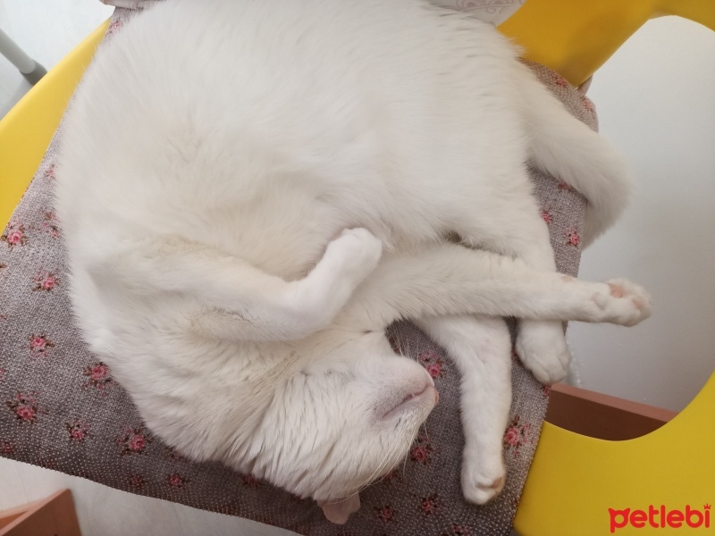 Ankara Kedisi, Kedi  Pamuk fotoğrafı