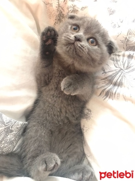 Scottish Fold, Kedi  Fiona fotoğrafı