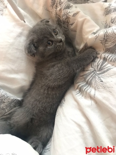 Scottish Fold, Kedi  Fiona fotoğrafı
