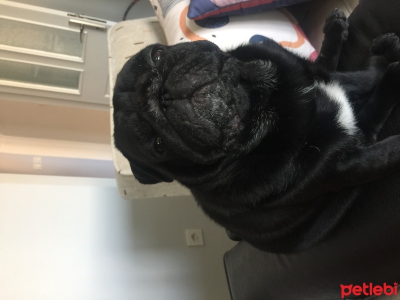 Pug, Köpek  Paskal fotoğrafı