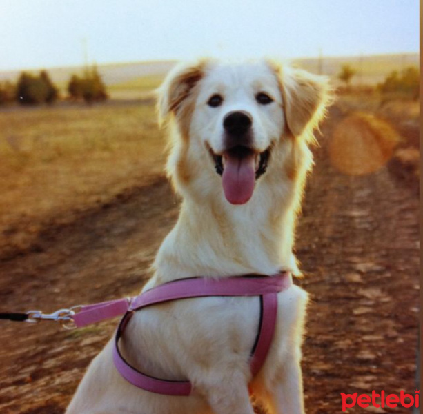 Golden Retriever, Köpek  Mia fotoğrafı