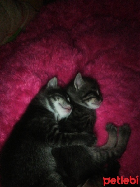 Bombay, Kedi  Koymadım fotoğrafı