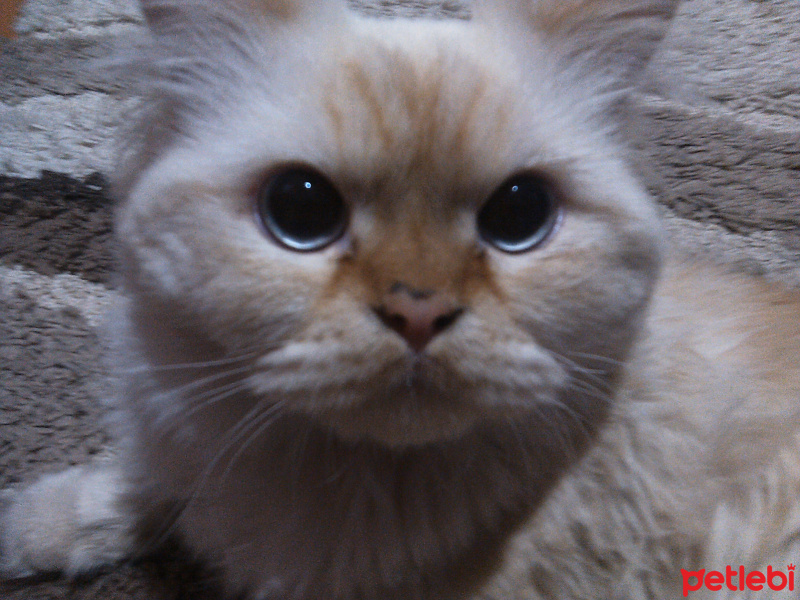 Chinchilla, Kedi  PAMUK fotoğrafı