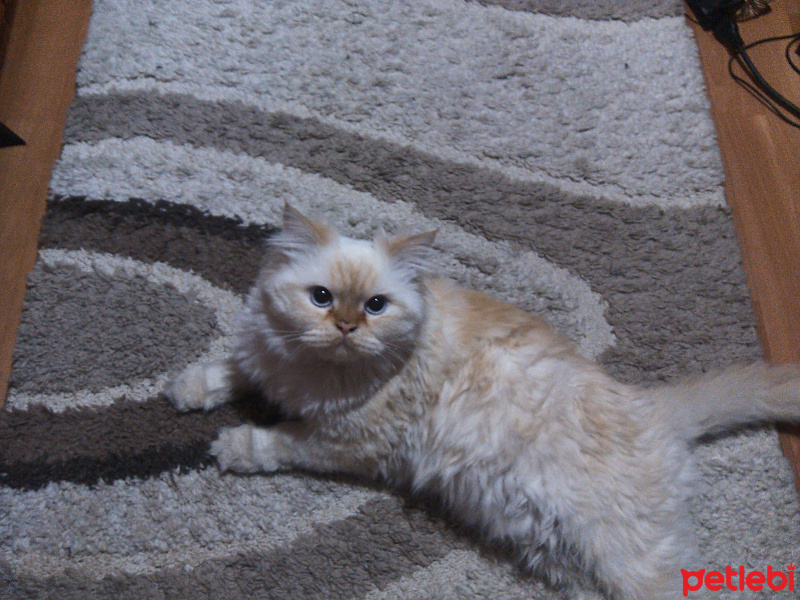Chinchilla, Kedi  PAMUK fotoğrafı