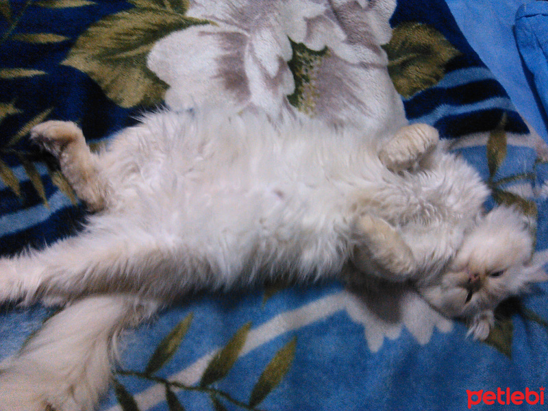 Chinchilla, Kedi  PAMUK fotoğrafı