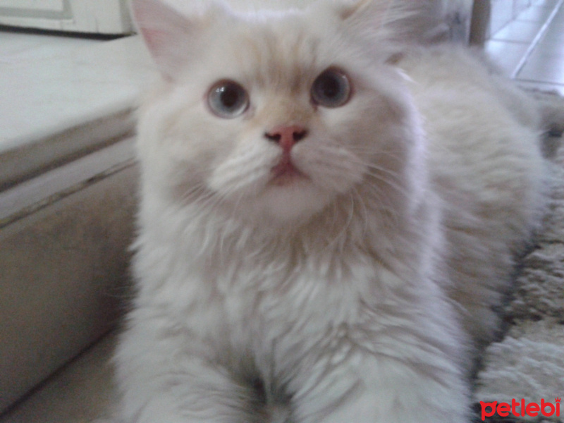 Chinchilla, Kedi  PAMUK fotoğrafı