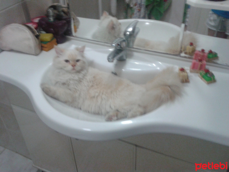 Chinchilla, Kedi  PAMUK fotoğrafı