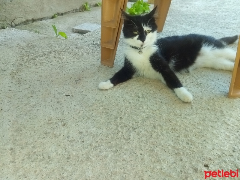 Tekir Kedi, Kedi  Zeytin fotoğrafı