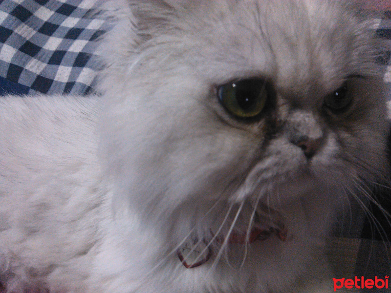 İran Kedisi (Persian), Kedi  GÜMÜŞ fotoğrafı