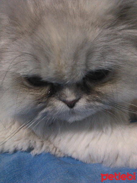İran Kedisi (Persian), Kedi  GÜMÜŞ fotoğrafı