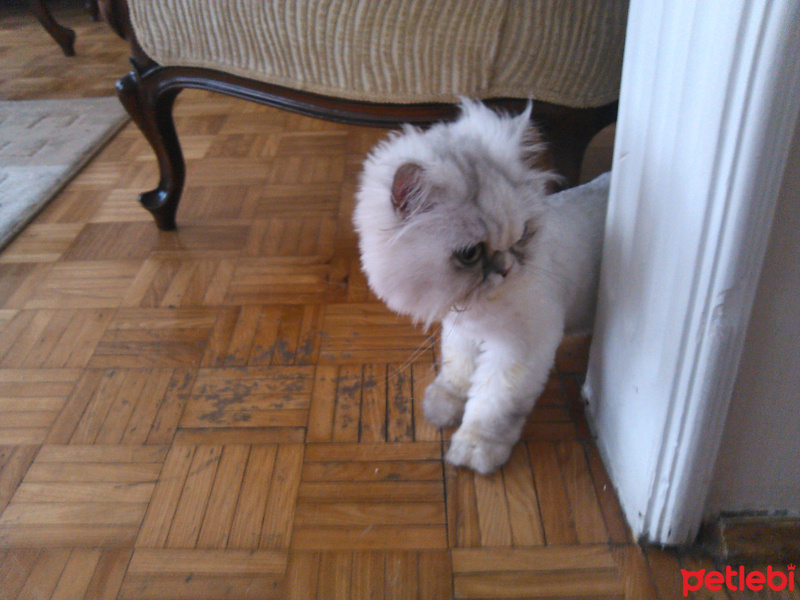 İran Kedisi (Persian), Kedi  GÜMÜŞ fotoğrafı