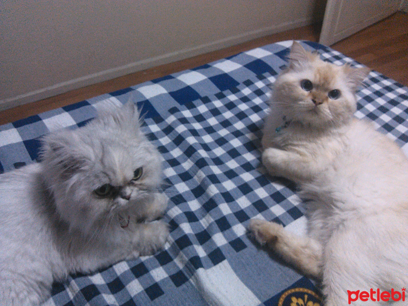 İran Kedisi (Persian), Kedi  GÜMÜŞ fotoğrafı