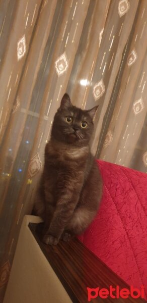 British Shorthair, Kedi  Leia fotoğrafı