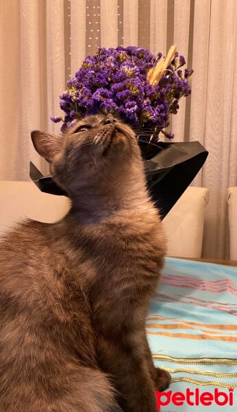 British Shorthair, Kedi  Leia fotoğrafı