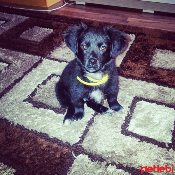 Sokö (Sokak Köpeği), Köpek  rafael fotoğrafı